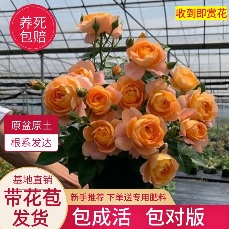 中大苗月季花苗玫瑰果汁阳台开花绿植室内盆栽多季好养花卉爬藤本