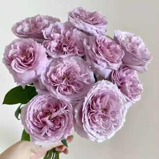 重启/重生/帕里蒂尔 日本紫色月季花苗浓香切花灌木 阳台庭院盆栽