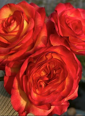 新品 桃之夭夭 月季花苗 大花直立切花灌木勤花玫瑰阳台庭院盆栽