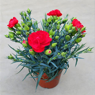 康乃馨盆栽花苗带花苞室内阳台庭院四季花卉绿植鲜花好养开花植物