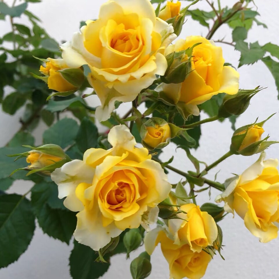 德国 柠檬绒球 月季花苗 多头灌木勤花月季 阳台庭院盆栽花卉