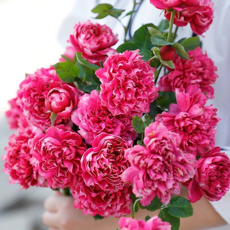 紫雾凝霜灌木月季花苗阳台玫瑰盆栽浓香型好养的褶皱边多季节开花,鲜花速递/花卉仿真/绿植园艺,月季/蔷薇/玫瑰,淘宝优惠券,粉丝福利购,淘宝优惠卷