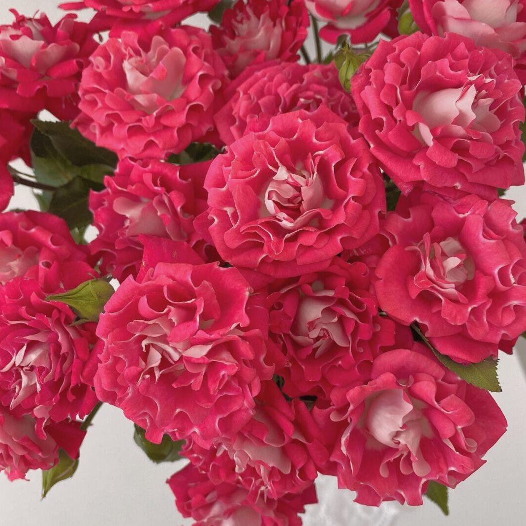 新品 愿望 月季花苗 多头愿望海葵灌木勤花直立玫瑰庭院阳台盆栽,鲜花速递/花卉仿真/绿植园艺,月季/蔷薇/玫瑰,淘宝优惠券,粉丝福利购,淘宝优惠卷