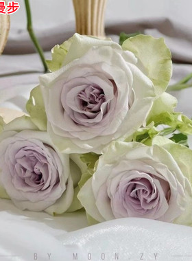 新品肯尼亚【雨中漫步】月季花苗庭院阳台盆栽四季开花切花