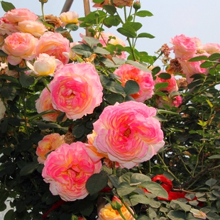 罗斯曼尼 詹森 月季花苗勤花阳台庭院地栽攀援特大花浓香耐热植物