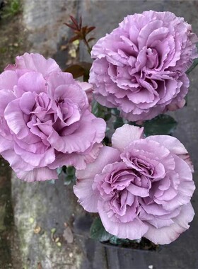 超新品暮光月季紫色幽兰香庭院阳台盆栽多季开花切花玫瑰花苗