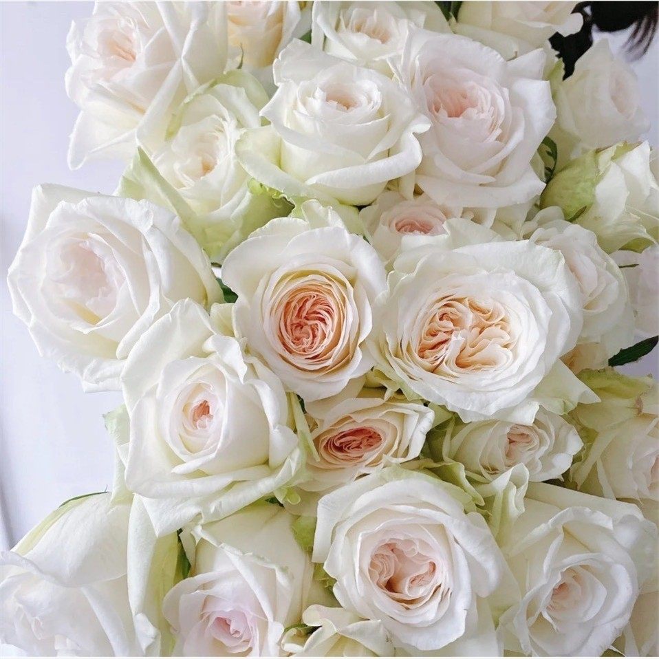 新品 白艾莎 月季花苗 大花灌木切花多头勤花玫瑰 阳台庭院盆栽,鲜花速递/花卉仿真/绿植园艺,月季/蔷薇/玫瑰,淘宝优惠券,粉丝福利购,淘宝优惠卷