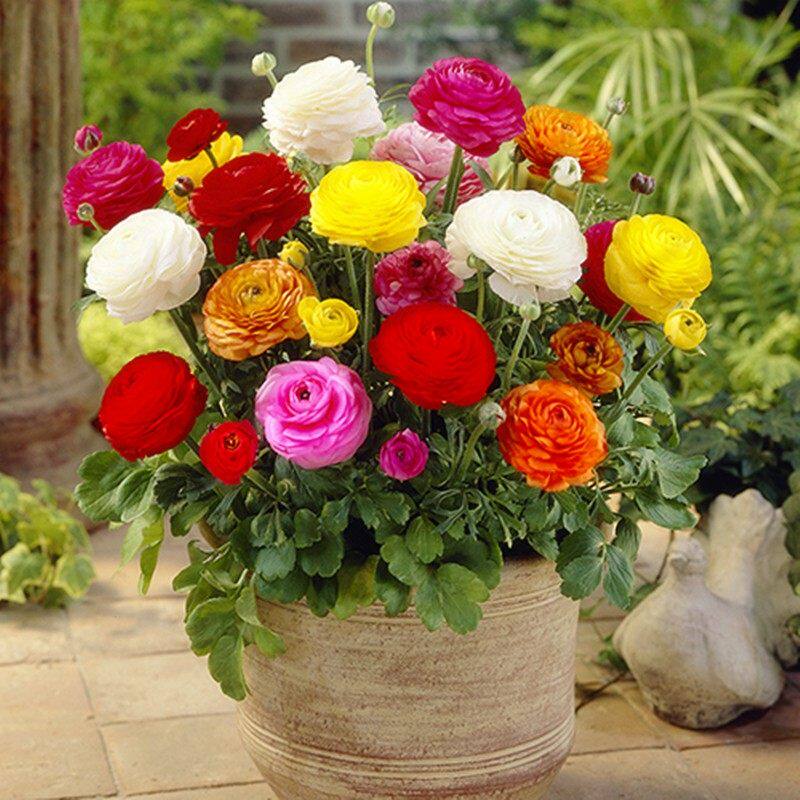 重瓣好养花毛茛种球洋牡丹花苗室内室外四季开花易活花卉盆栽种根