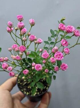 微月 须惠姬 月季花苗 微型月季灌木多头勤花 阳台绿植庭院盆栽