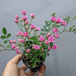 须惠姬 灌木多头勤花 月季 微型月季 阳台绿植庭院盆栽 花苗 微月