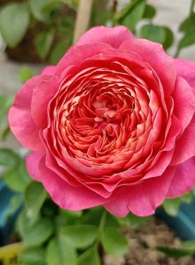 新品 果汁美人 月季花苗大花灌木多头勤花切花玫瑰阳台庭院盆栽