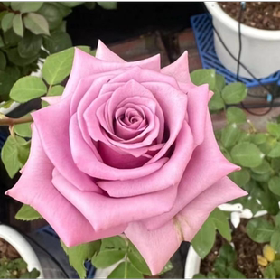 新品 前卫 月季花苗 尼普大花茶香切花 直立少刺灌木庭院阳台盆栽