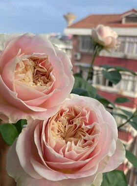 雪纺绸 阳台盆栽月季庭院地栽耐寒耐旱抗病勤花切花玫瑰分枝性好