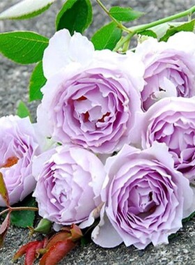 日月 路西法 月季花苗 河本天堂系列浓香灌木勤花阳台盆栽植物