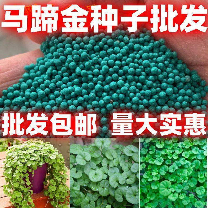 马蹄金种子盆栽花园小铜钱草种子草坪种子小金钱草籽易种家庭绿化