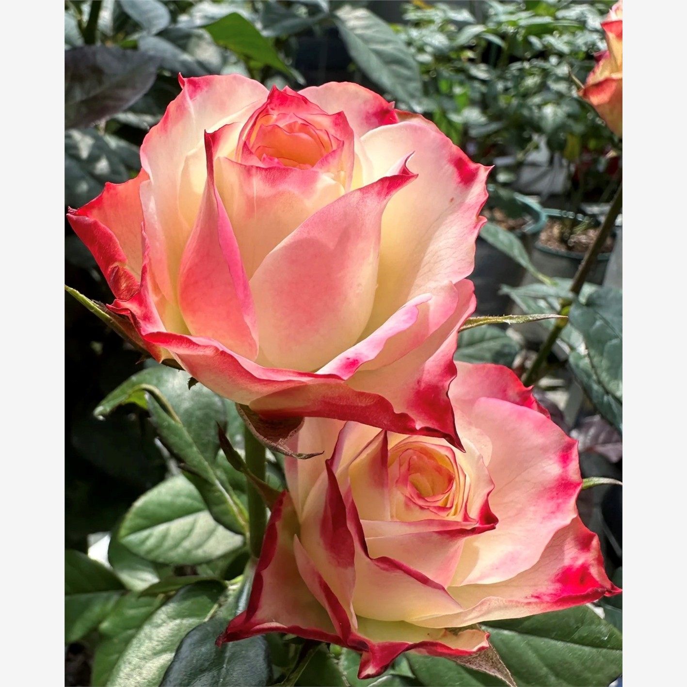 新品 灯火 月季花苗大花灌木勤花直立切花玫瑰 庭院阳台盆栽,鲜花速递/花卉仿真/绿植园艺,月季/蔷薇/玫瑰,淘宝优惠券,粉丝福利购,淘宝优惠卷