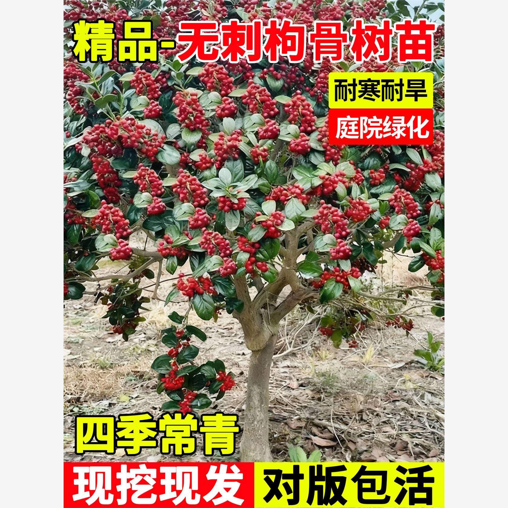 无刺枸骨树苗独杆耐寒耐旱庭院绿化盆栽四季种植园林工程观果植物,鲜花速递/花卉仿真/绿植园艺,行道树/乔木,淘宝优惠券,粉丝福利购,淘宝优惠卷