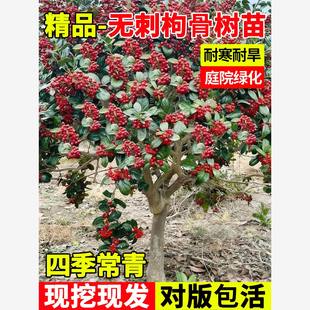 无刺枸骨树苗独杆耐寒耐旱庭院绿化盆栽四季种植园林工程观果植物