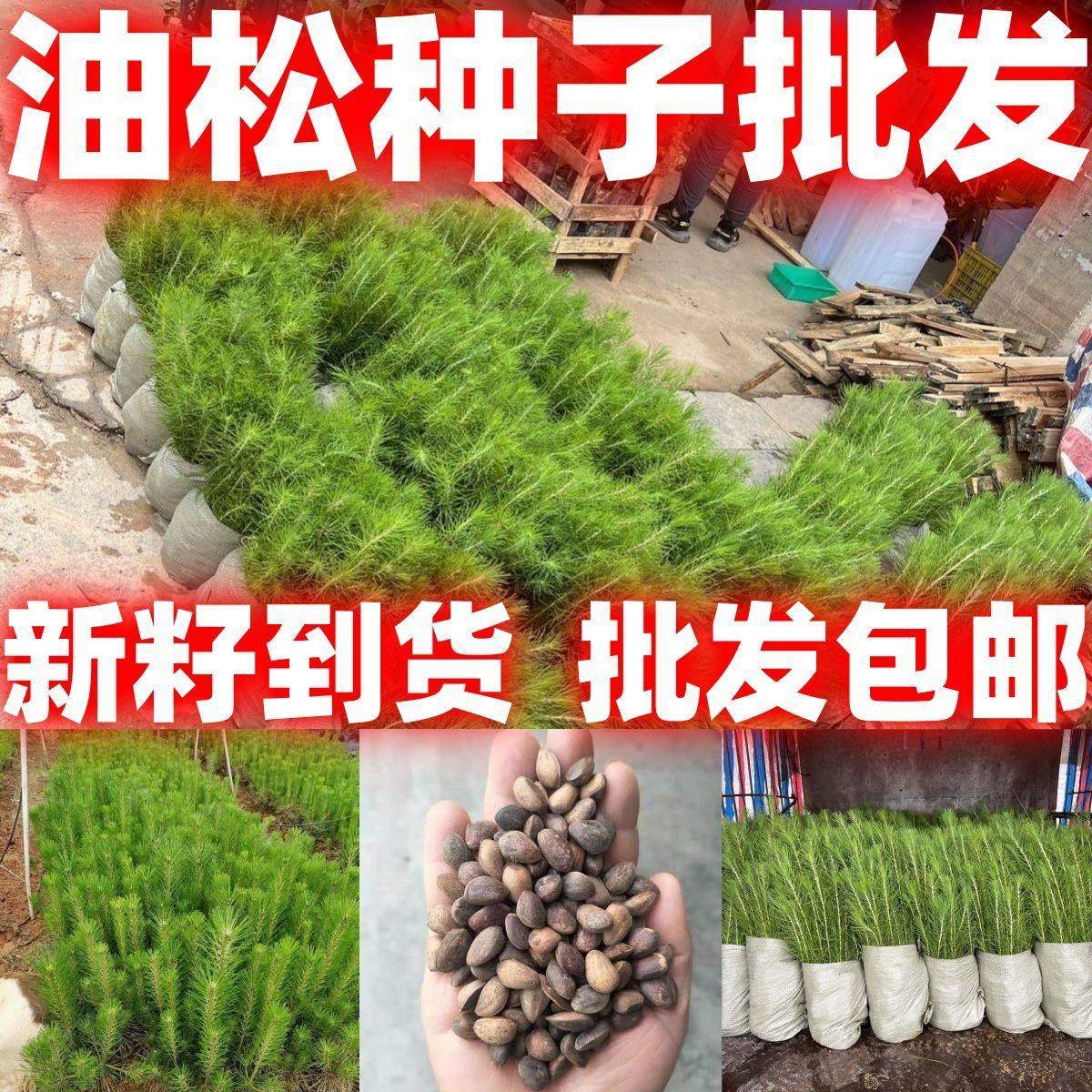 油松种子好种松种子油松种子松树籽松树种子风景树绿化包邮