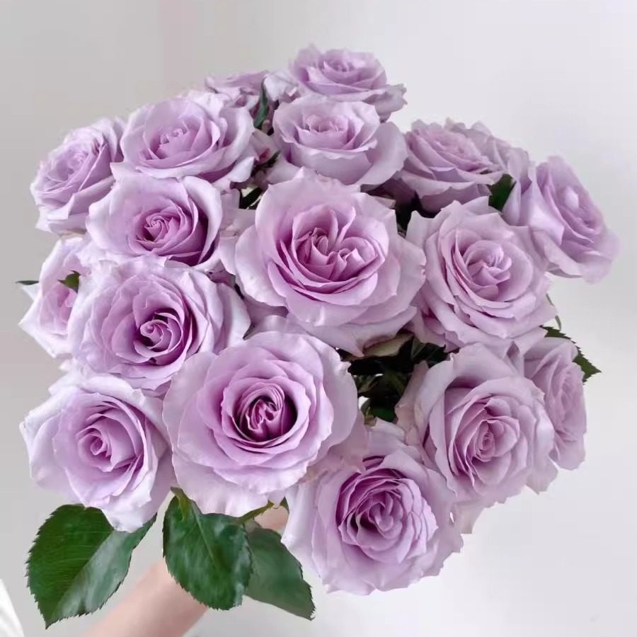 海洋之歌 月季花苗 切花灌木勤花大花月季 盆栽阳台庭院花卉