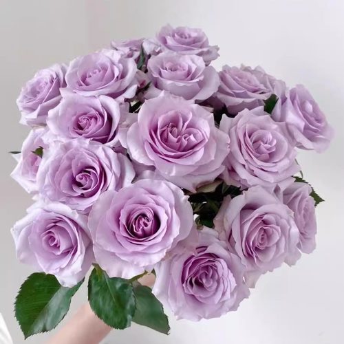 海洋之歌切花灌木勤花大花月季