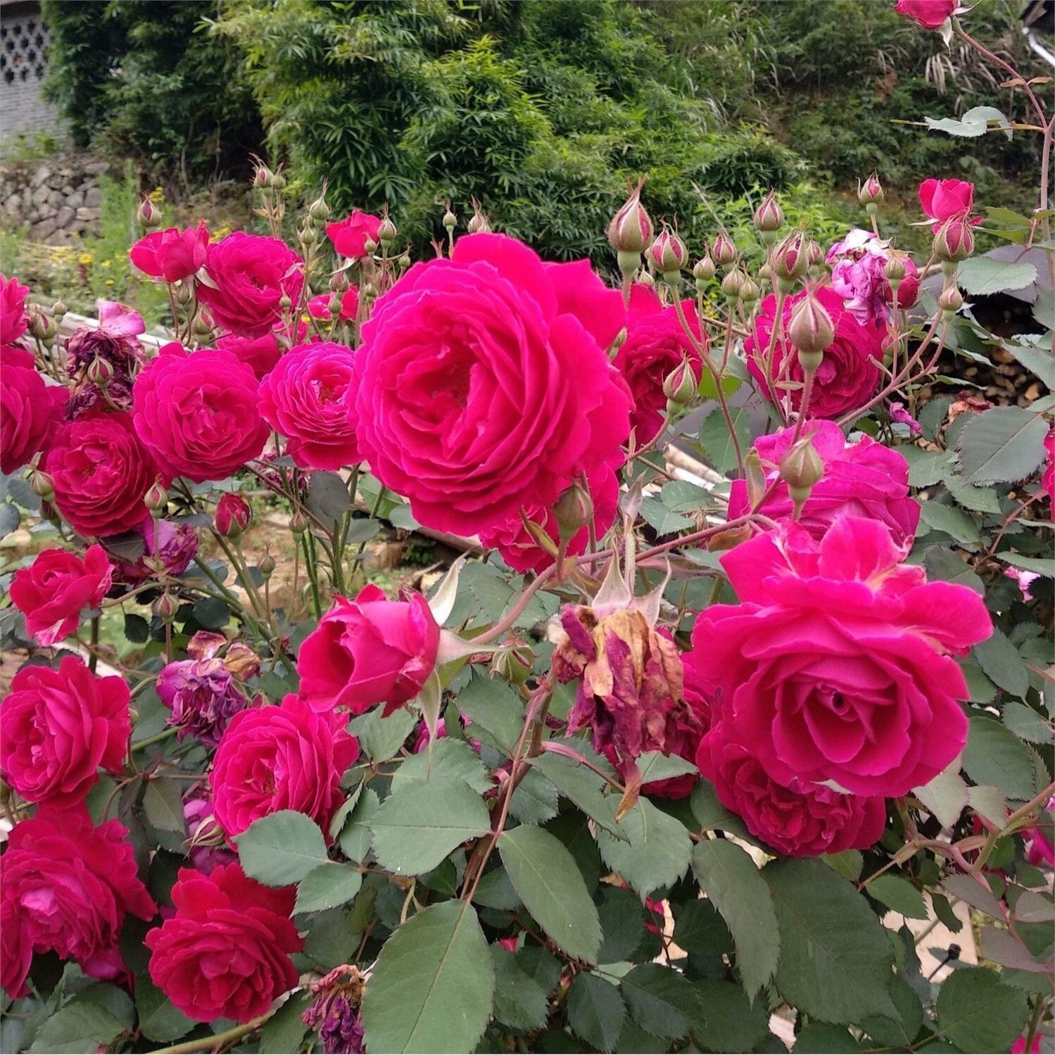 中国古老月季花苗 软香红 浓香勤花灌木月季阳台庭院盆栽可藤可灌