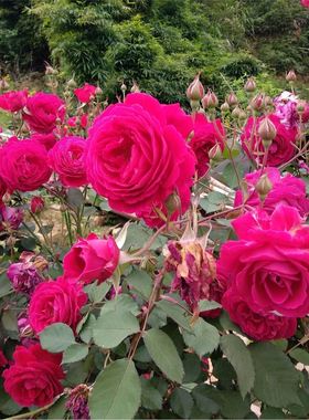中国古老月季花苗 软香红 浓香勤花灌木月季阳台庭院盆栽可藤可灌