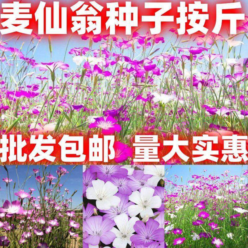 麦仙翁花种籽f耐旱鲜花种子景观绿化林木盆栽花卉种子易播种包邮