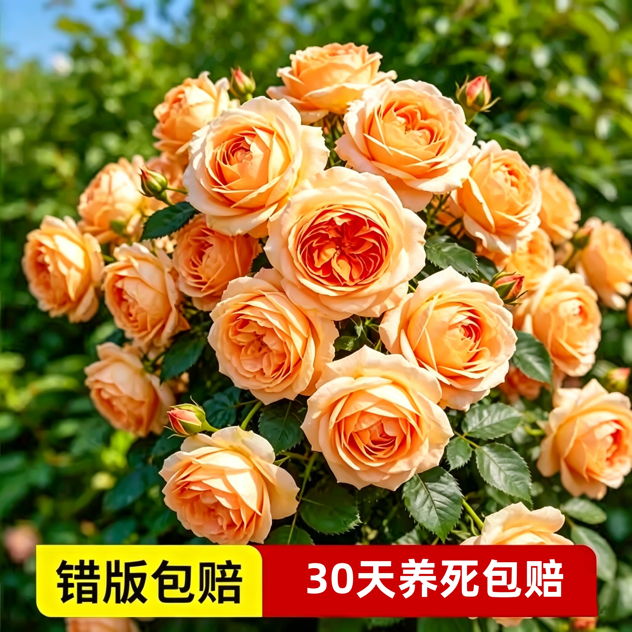 果汁阳台月季花苗开花大玫瑰花室内阳台盆栽四季好养花卉绿植树苗