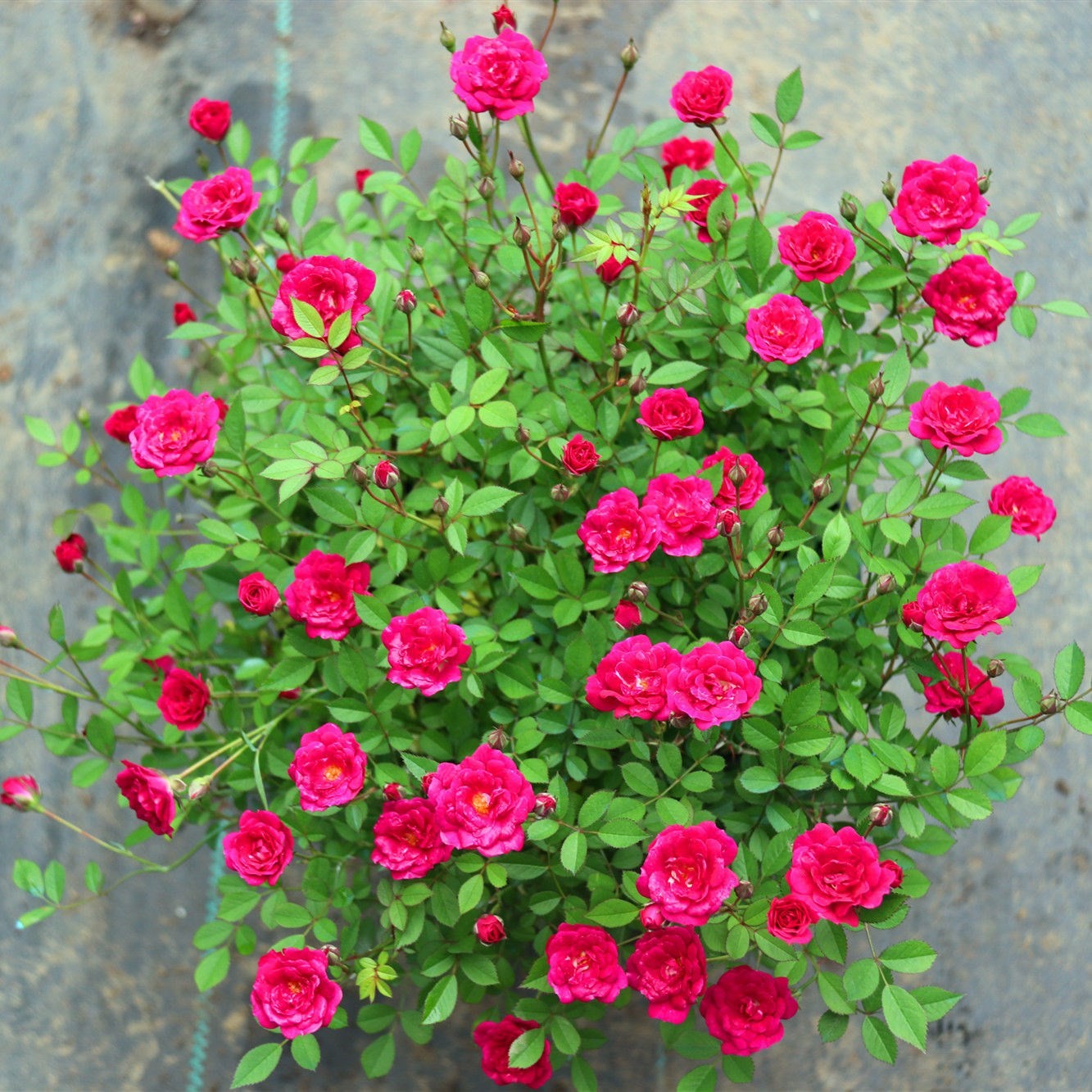 微月 紫咲 月季花苗 微型月季多头勤花灌木 阳台庭院盆栽