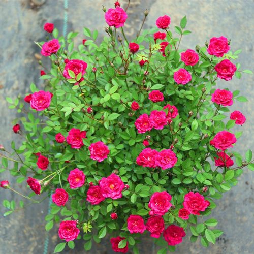 微月 紫咲 月季花苗 微型月季多头勤花灌木 阳台庭院盆栽