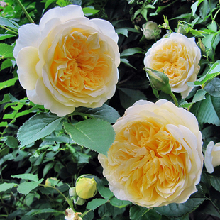 藤本 天路/朝圣者 月季花苗鹅黄色重瓣多头勤花爬藤攀援月季庭院