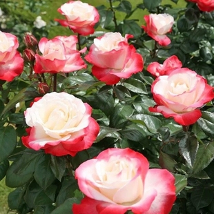 德国丹陶 思乡/乡愁 月季花苗 浓香庭院阳台盆栽花卉