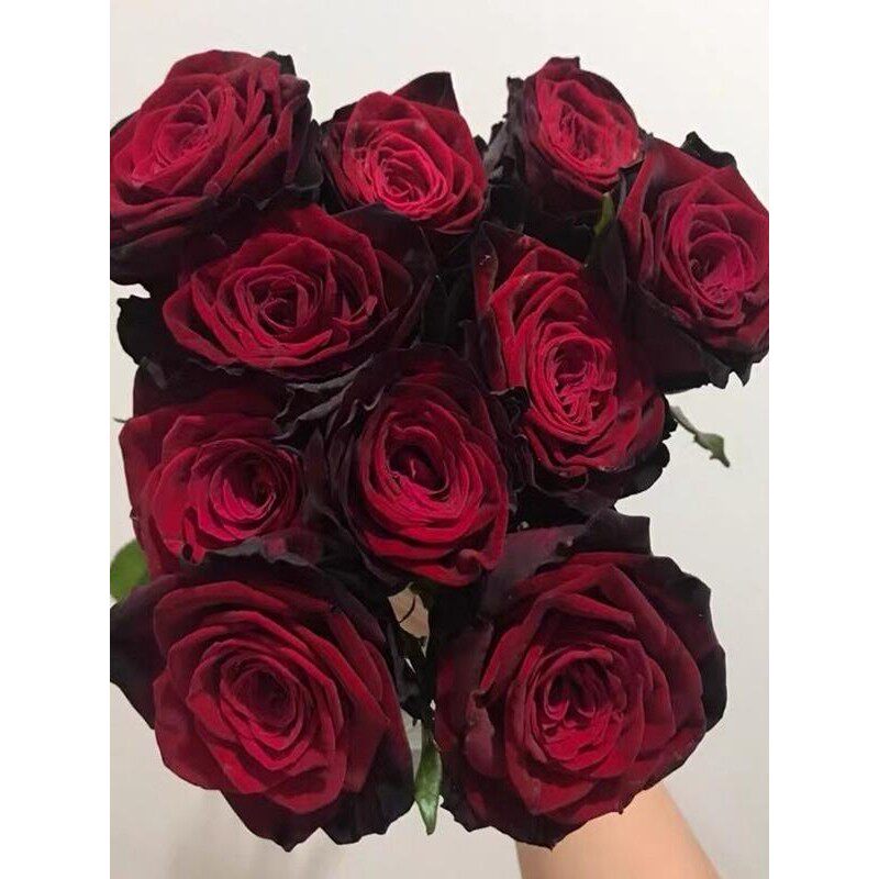切花玫瑰花苗暗黑黑金色系列特大花茶香灌木多季开花月季扦插小苗