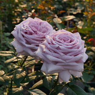 新品 荣耀 月季花苗 法国尼普 大花灌木勤花月季 庭院阳台盆栽