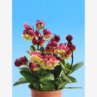 好养重瓣宫灯长寿花苗盆栽倒挂金钟灯笼四季花卉绿植室内好养开花