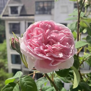 激情雪铁龙 月季花苗 法国 灌木大花浓香 浅粉色 长势快 抗病