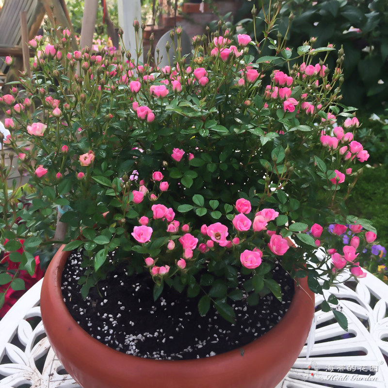 微月 超微 月季花苗微型多头灌木勤花月季 庭院阳台盆栽花卉植物