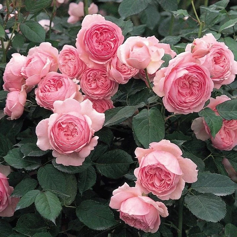 杰夫汉密尔顿奥斯汀大花可藤可灌浓香阳台庭院月季盆栽月季花苗,鲜花速递/花卉仿真/绿植园艺,月季/蔷薇/玫瑰,淘宝优惠券,粉丝福利购,淘宝优惠卷