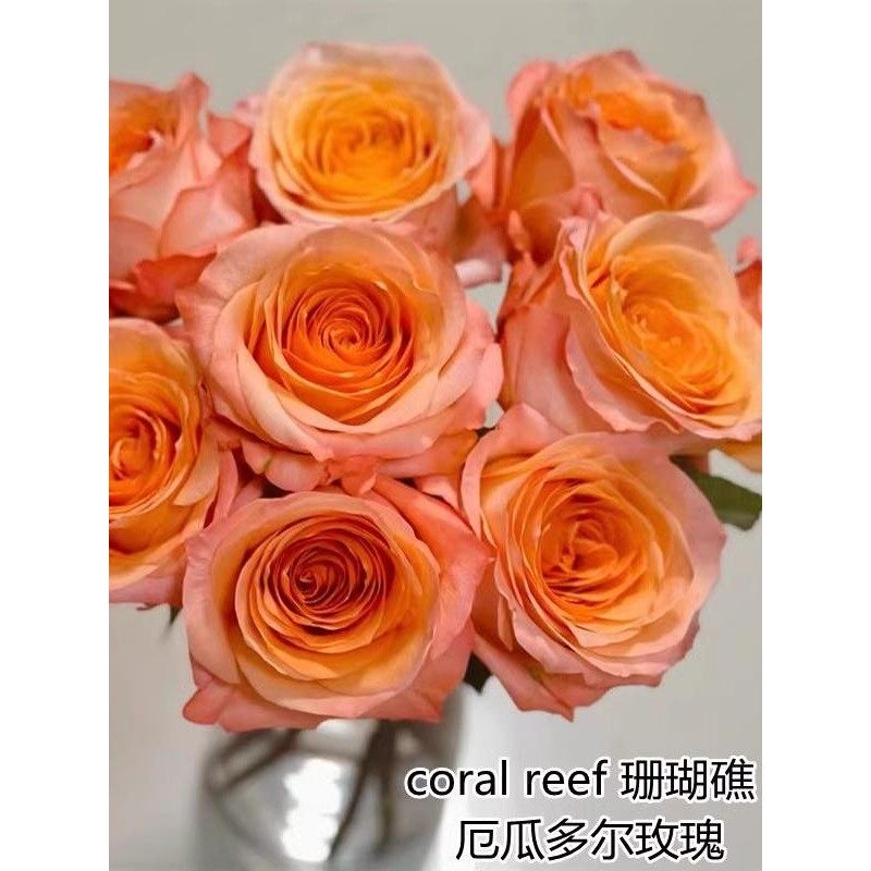 珊瑚礁coral reef厄瓜多尔进口月季浓香玫瑰,鲜花速递/花卉仿真/绿植园艺,月季/蔷薇/玫瑰,淘宝优惠券,粉丝福利购,淘宝优惠卷