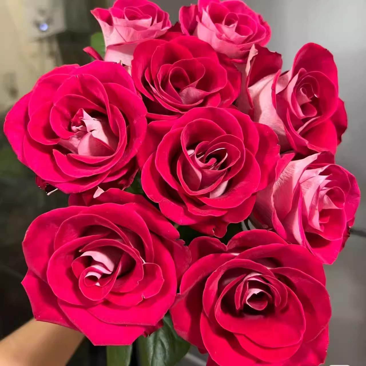 新品 桃花雪露台 月季花苗 稀有复色切花灌木月季 阳台庭院盆栽,鲜花速递/花卉仿真/绿植园艺,月季/蔷薇/玫瑰,淘宝优惠券,粉丝福利购,淘宝优惠卷