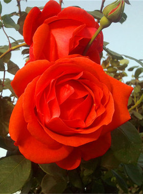 国月 绯扇 月季花苗大花灌木淡香勤花玫瑰 阳台庭院盆栽花卉