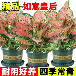 如意皇后花盆栽吉利红耐阴绿植观叶水培翡翠玛利安室内四季青植物