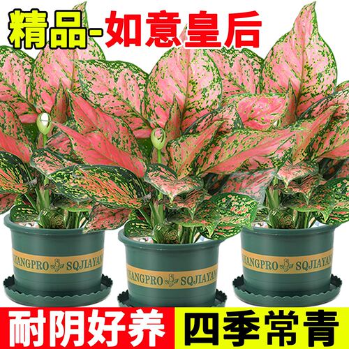 如意皇后室内耐阴水培观叶盆栽