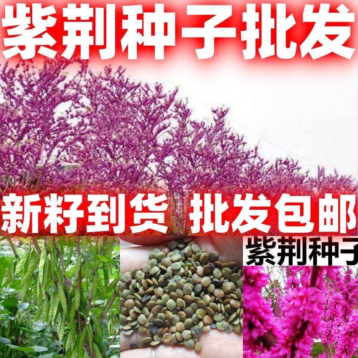 新采紫荆种子满条红巨紫荆种子紫荆花绿化包邮观赏包邮