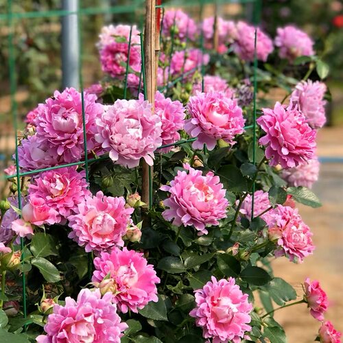 梦幻褶边 月季花苗 波浪花边大花灌木勤花阳台庭院盆栽绿植花卉