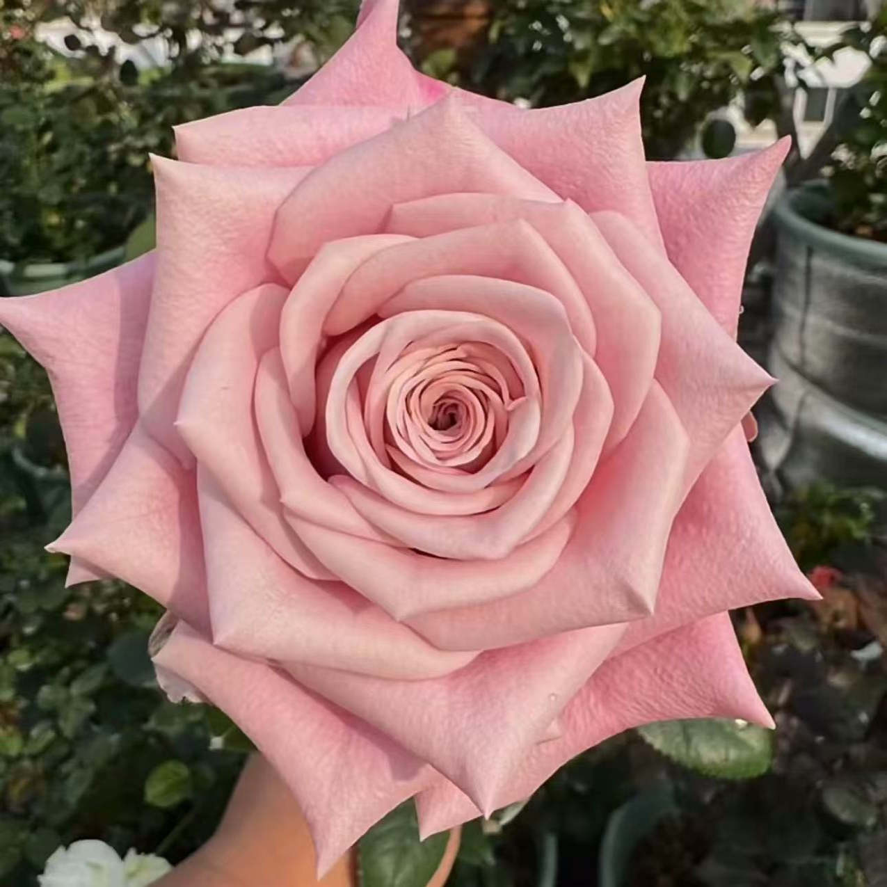 新品 甜蜜曼塔/粉曼塔 月季花苗 灌木大花阳台盆栽