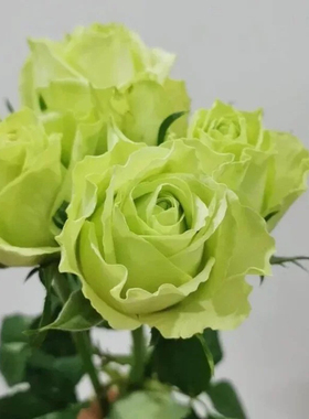 新品 超级绿/绿舞裙 月季花苗灌木勤花重瓣切花庭院阳台盆栽花卉