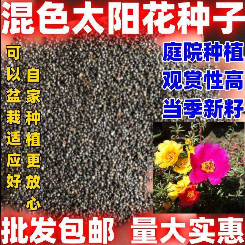 太阳花混色太阳花种子混色太阳花种籽观赏花种子包邮论斤卖
