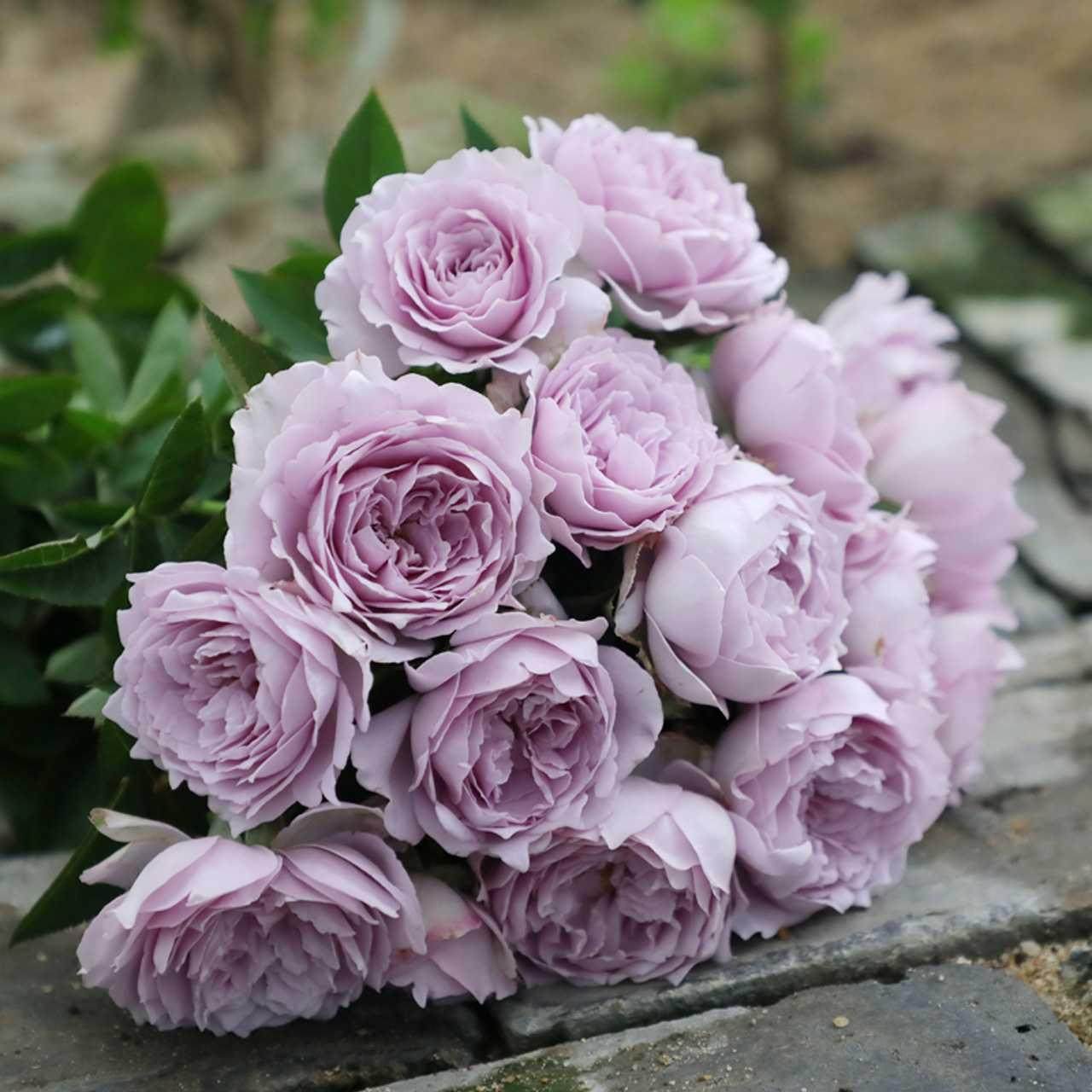 空濛/空蒙 月季花苗 日月灌木 多头浓香月季庭院阳台盆栽,鲜花速递/花卉仿真/绿植园艺,月季/蔷薇/玫瑰,淘宝优惠券,粉丝福利购,淘宝优惠卷